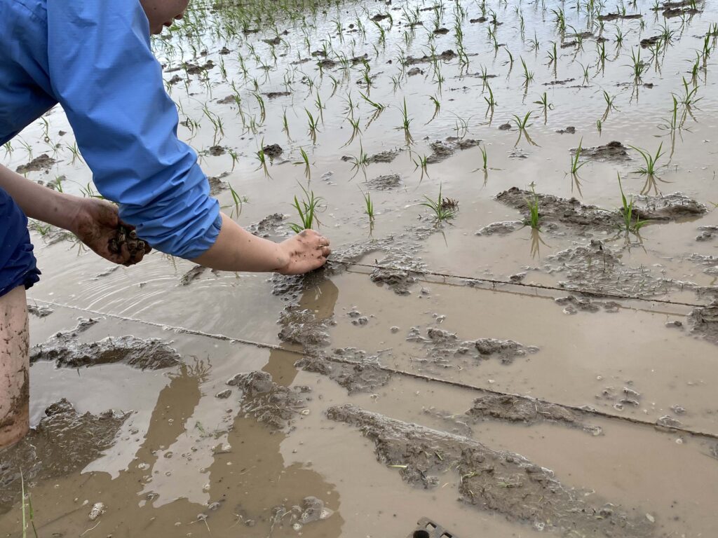 極寒の田植え