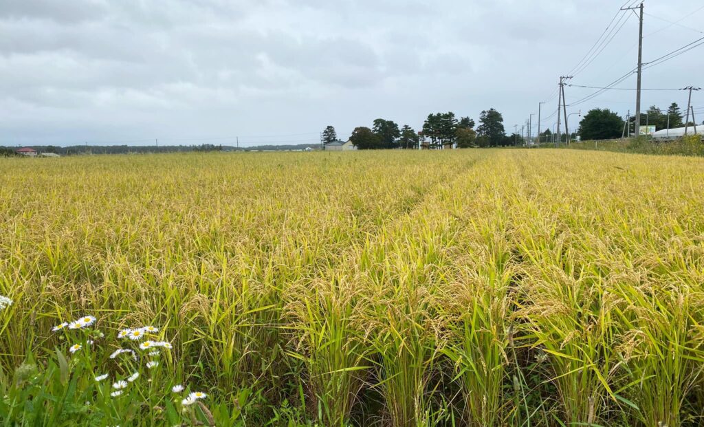 お米の成長過程