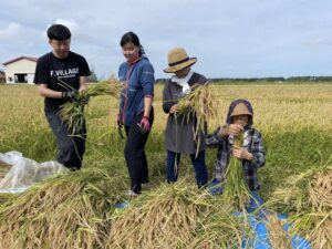 稲刈りは助っ人の力で半日で終了